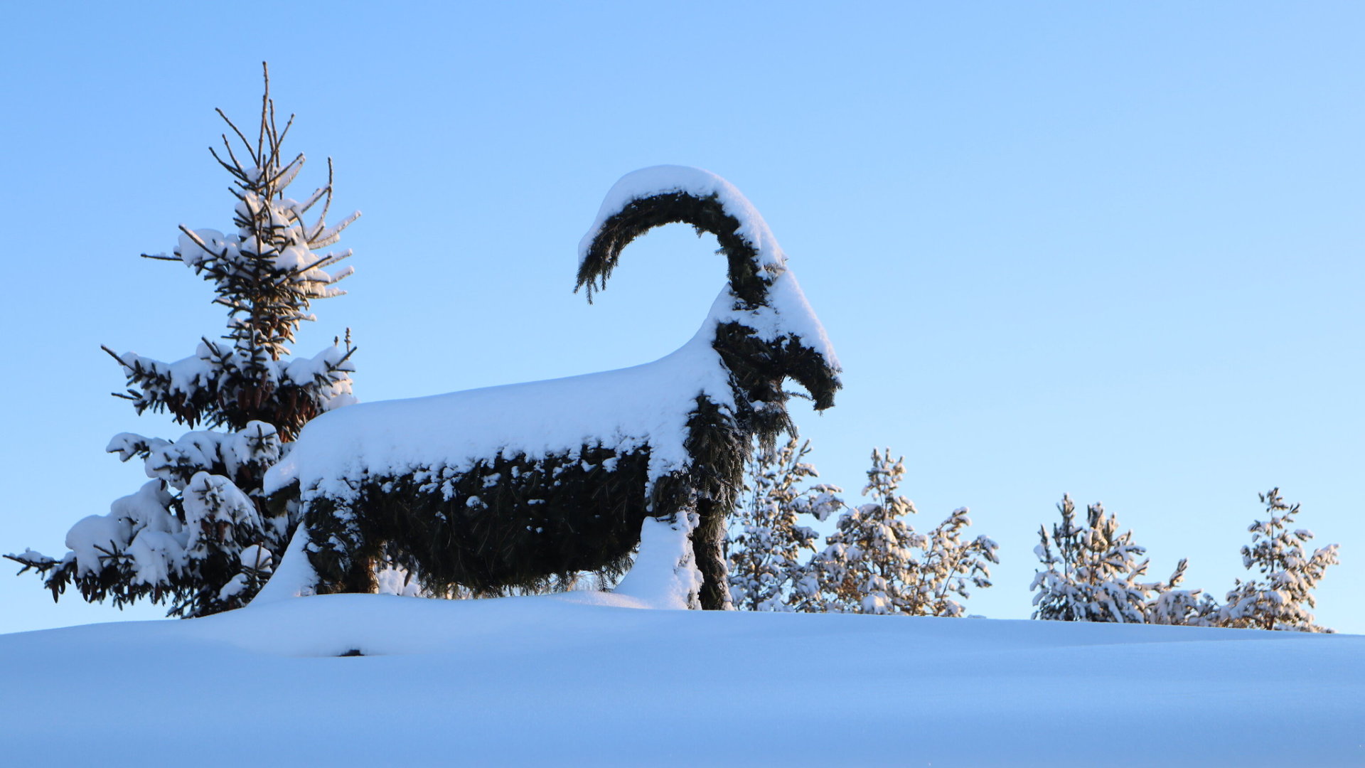 Straw Yule goat in Sweden covered with snow